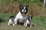 BOULEDOGUE FRANCAIS 407